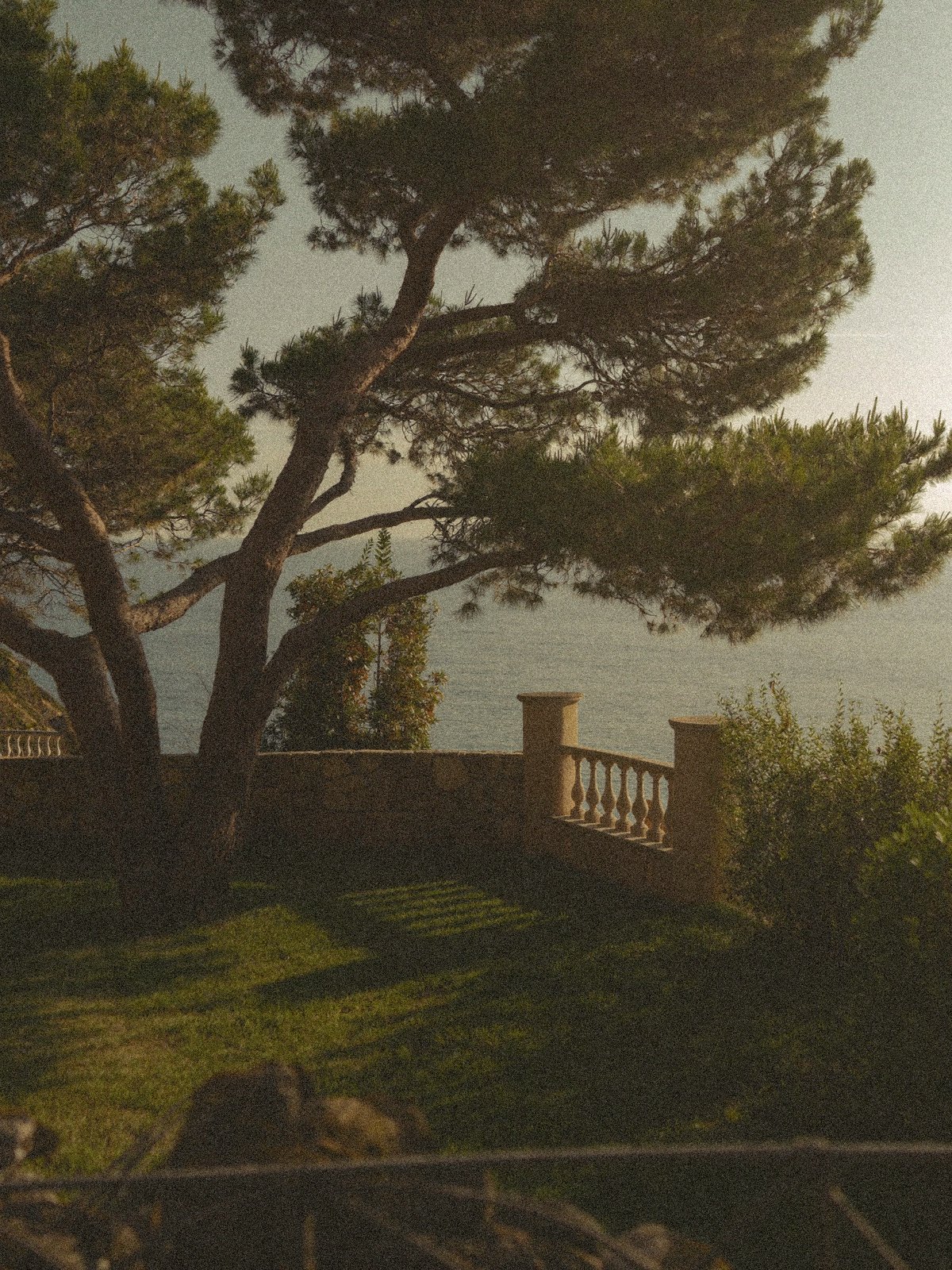 Stone pine and balustrade terrace overlooking the sea in late afternoon light